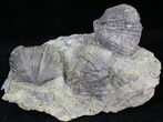 Platystrophia Brachiopods Fossil From Kentucky #21815-1